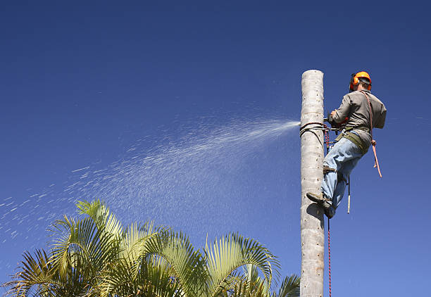 Best Tree and Shrub Care  in Bridgeville, DE